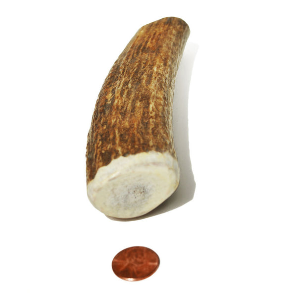 Hard Density Large Whole Antler Chew