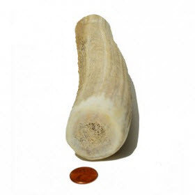 Soft Density Jumbo+ Whole Antler Chew