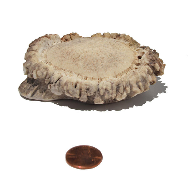 Soft Density Jumbo Burr